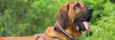 Bloodhound Dog Breed Facts And Personality Traits Hills Pet