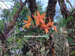 Image result for Angraecopsis gracillima