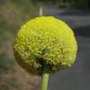 These quirky dried billy button yellow flowers are firm favourites in our book. 1
