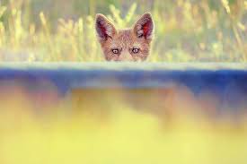 Funny Fox Series Hidden Fox By Roeselien Raimond Fox Series Funny Fox Animal Photography