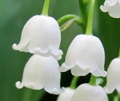 Pin By Venven On Animal Crossing Lily Of The Valley Lily Plants Lily