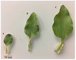 Image result for Commelina benghalensis