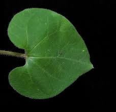 Image result for Riocreuxia