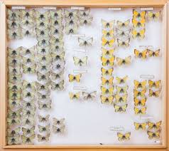 Image result for Colias tyche