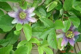 Learn How To Grow Passionflower Indoors Passion Flower Flora Flowers Growing Passion Fruit