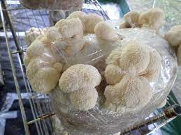 I read that it may be a bit slow. Lion S Mane Culture World Seed Supply
