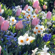 Narcissus Cragford Tazetta Daffodil Dengan Gambar Bunga Desain Taman Taman