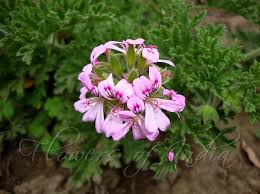 Image result for Pelargonium graveolens