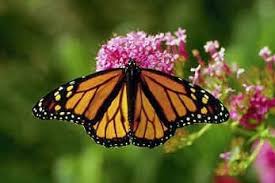 But these caterpillars were found in the same containers, with the same food, same amount of light, and same temperatures as those that were normal color. Monarch Picture Story