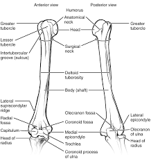 All of these areas are attachment points for muscles that act on the forearm, wrist, and hand. Anatomy Of The Humerus Modified From Wikimedia This File Is Licenced Download Scientific Diagram