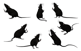 Rat Silhouettes Images Google Search Rat Silhouette Silhouette Images Photoshop Tutorial Manipulation
