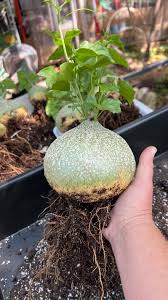 Image result for Gerrardanthus lobatus