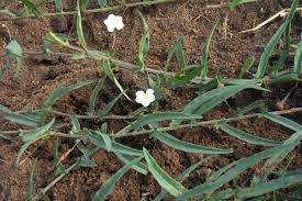 Image result for Xenostegia tridentata