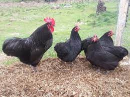 Galli E Galline Razze Di Polli Galline Recinto Per Polli