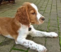 Penny Lane The Welsh Springer Spaniel Welsh Springer Spaniel Welsh Springer Spaniel Puppies Springer Spaniel Puppies
