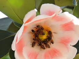 Image result for Clusiaceae