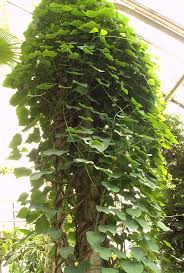 Image result for Menispermaceae