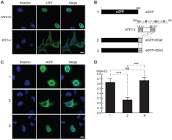 Digital echo delay & repeat control. A Cytoplasmic Negative Regulator Isoform Of Atf7 Impairs Atf7 And Atf2 Phosphorylation And Transcriptional Activity