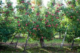 Most varieties of apples grow very well in eastern washington and western washington. Washington Apple Commission