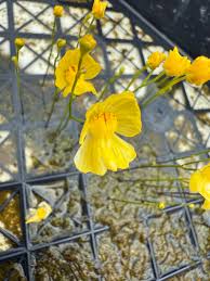 Image result for Utricularia reflexa