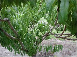 It's just that there is no fruit on the top half of the tree. Pruning Deciduous Fruit Trees Gardening Solutions University Of Florida Institute Of Food And Agricultural Sciences
