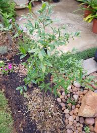 Image result for Ochna gambleoides