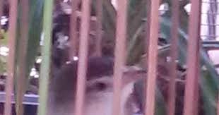 Suara cici merah betina mp3 & mp4. Ciblek Sawah Juga Bagus Cara Merawat Ciblek Sawah Agar Rajin Bunyi Dan Cepat Gacor Hobi Si Petani