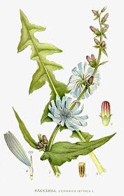 Image result for Cichorium intybus