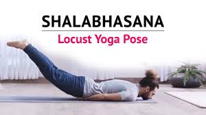 Shalabhasana Locust Yoga Pose Steps Benefits Yogic Fitness Https Cstu Io 2b16e2 Yoga Poses Yoga Program Yoga