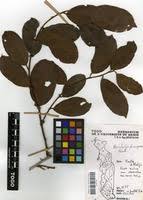 Image result for Bridelia ferruginea