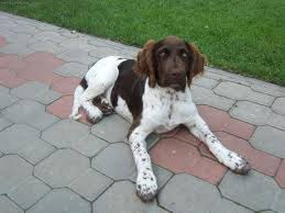 Image result for Malý münsterlandský ohař