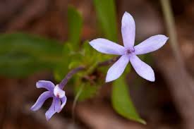 Image result for Pentanisia sykesii