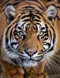 Crouching Tiger Pet Tiger Crouching Tiger Sumatran Tiger