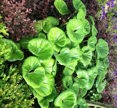 Discover some plants and trees that do well in shaded areas in the houston, texas area. Leopard Plant Striking Foliage For The Shade Garden