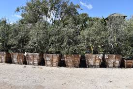 Olive Tree Farm Nursery Careful Selection Delivery And Planting Plants Olive Garden Delivery Landscape Nursery