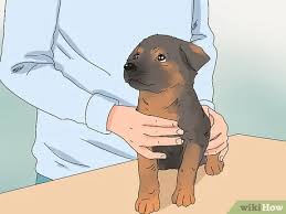$700 (ral > norlina, nc) pic hide this posting restore restore this posting. 4 Ways To Buy A German Shepherd Puppy Wikihow