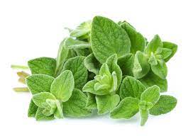 Oregano has been in use for centuries, originating from greece. Oregano Seeds Malaysia Wht Wellgrow Seeds