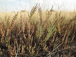 Image result for Suaeda articulata