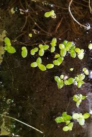Image result for Lemna aequinoctialis