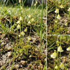 Image result for Utricularia arenaria