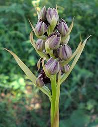 Image result for Orthochilus euanthus