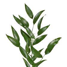 We did not find results for: Ruscus Italian