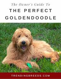 Goldendoodles for sale, mini goldendoodles for sale, petite goldendoodles for sale, medium goldendoodles for sale, micromini goldendoodles for sale. What Should I Name My Goldendoodle 300 Names By Size Color