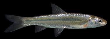 Image result for Hyparrhenia mobukensis