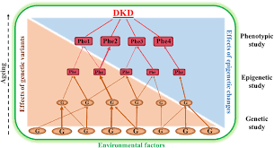 Loss of pain sensation, absence foot pulses and deformities) should be managed as according to cpg on management of diabetic foot, 2004 •. Frontiers Genetic And Epigenetic Studies In Diabetic Kidney Disease Genetics