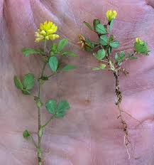 Image result for Trifolium campestre