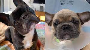 We did not find results for: 15 French Bulldogs Found At O Hare Warehouse Allowed To Stay In U S