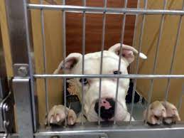 We did not find results for: Five Acres Animal Shelter Missouri With 2 Traveling Dogs Animal Shelter Animals Animal Rescue