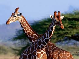 Primo giraffe cade sul petto e poi nello stomaco. La Giraffa L Animale Piu Alto Animalissimi