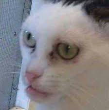 Besledigim Kedi Cin Olabilir Miydi